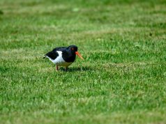 Jongenspartij verplaatst vanwege scholekster Scholekster