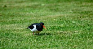 Jongenspartij verplaatst vanwege scholekster Scholekster