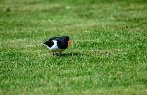 Jongenspartij verplaatst vanwege scholekster Scholekster