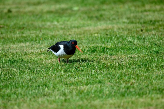 Jongenspartij verplaatst vanwege scholekster Scholekster